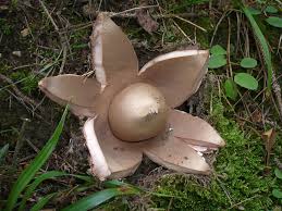 Attēlu rezultāti vaicājumam “Geastrum rufescens”