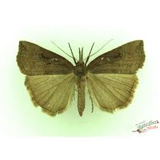 Attēlu rezultāti vaicājumam “Hypena rostralis”