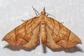 Attēlu rezultāti vaicājumam “Eulithis sp.”