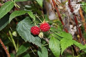 Attēlu rezultāti vaicājumam “Rubus idaeus”