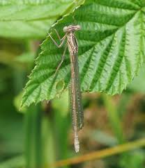 Attēlu rezultāti vaicājumam “Platycnemis pennipes female”