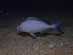 Image result for Spondyliosoma cantharus