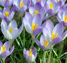 Attēlu rezultāti vaicājumam “Crocus tommasinianus”