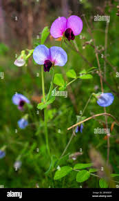 Attēlu rezultāti vaicājumam “Pisum sativum flower”