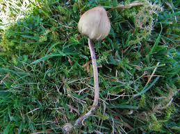 Attēlu rezultāti vaicājumam “Psilocybe sp.”
