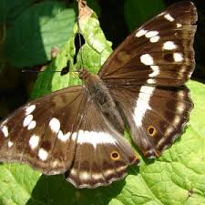 Attēlu rezultāti vaicājumam “Apatura iris”