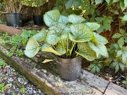 Image result for Brunnera `Jack Frost`