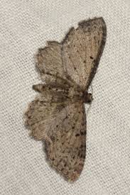 Attēlu rezultāti vaicājumam “Anticollix sparsata”