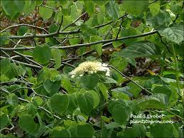 Attēlu rezultāti vaicājumam “Hydrangea arborescens subsp. discolor flower”