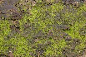 Attēlu rezultāti vaicājumam “Riccardia incurvata”