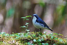 Image result for Luscinia cyane