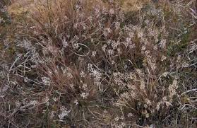 Attēlu rezultāti vaicājumam “Corynephorus canescens leaf”