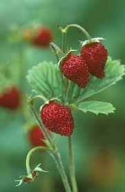Attēlu rezultāti vaicājumam “Potentilla argentea fruit”