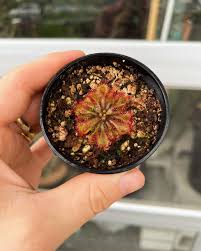 Attēlu rezultāti vaicājumam “Bryum funkii macro”