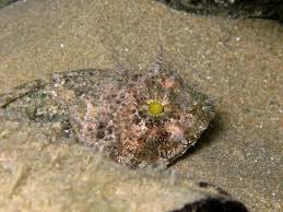 Image result for Scorpaena porcus
