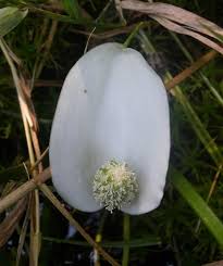 Attēlu rezultāti vaicājumam “Calla palustris flower”