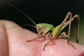 Attēlu rezultāti vaicājumam “Decticus verrucivorus nymph”