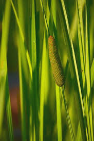 Image result for Calamus nodosus