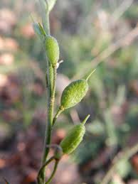 Attēlu rezultāti vaicājumam “Berteroa incana”
