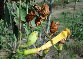 Attēlu rezultāti vaicājumam “Nicotiana tabacum fruit”
