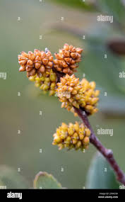 Attēlu rezultāti vaicājumam “Myrica gale bud”