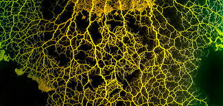 Attēlu rezultāti vaicājumam “Physarum daamsii”