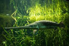 Image result for Lepisosteus osseus