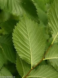 Attēlu rezultāti vaicājumam “Ulmus minor”