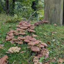 Attēlu rezultāti vaicājumam “Tubifera magna young”