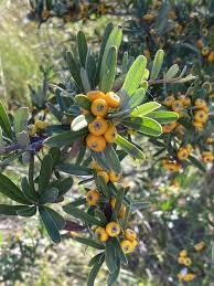 Attēlu rezultāti vaicājumam “Typha angustifolia  fruit”