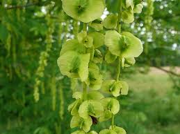 Attēlu rezultāti vaicājumam “Pterocarya fraxinifolia flower”