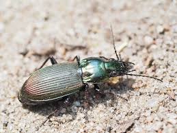 Attēlu rezultāti vaicājumam “Poecilus lepidus”