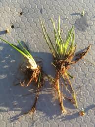 Attēlu rezultāti vaicājumam “Isoetes echinospora leaf”