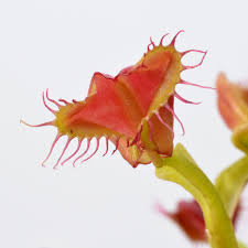 Attēlu rezultāti vaicājumam “Diachea muscorum stalked”