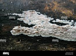 Attēlu rezultāti vaicājumam “Cylindrobasidium evolvens”