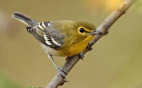 Image result for Vireo flavifrons