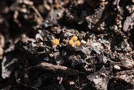 Attēlu rezultāti vaicājumam “Metatrichia vesparia stalked”