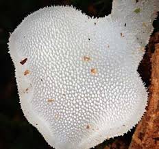 Attēlu rezultāti vaicājumam “Badhamia lilacina plasmodium”