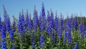 Image result for Rittersporn