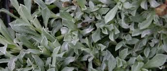 Attēlu rezultāti vaicājumam “Antennaria dioica leaf”