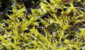 Attēlu rezultāti vaicājumam “Pseudocalliergon turgescens”