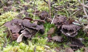 Attēlu rezultāti vaicājumam “Thelephora terrestris”