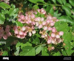 Attēlu rezultāti vaicājumam “Crataegus x macrocarpa leaf”
