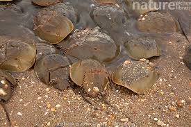 Image result for Limulus polyphemus