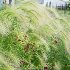 Attēlu rezultāti vaicājumam “Hordeum jubatum”