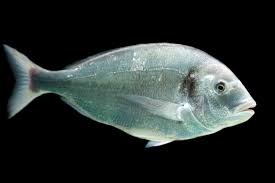 Image result for Sparus aurata
