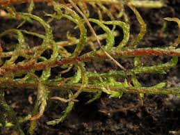 Attēlu rezultāti vaicājumam “Calliergonella cuspidata”