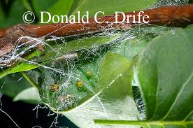 Attēlu rezultāti vaicājumam “cocoon”