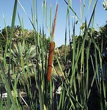 Attēlu rezultāti vaicājumam “Typha angustifolia”