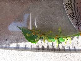 Attēlu rezultāti vaicājumam “Pristiphora maesta”